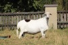 LOT 40 1 X MEATMASTER RECORDED GRADED PREGNANT EWE MODEL MEATMASTERS - 2