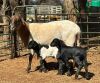 LOT 14 1+2 X MEATMASTER GRADED EWE CORN&Eacute; DU PLESSIS - 5
