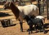 LOT 14 1+2 X MEATMASTER GRADED EWE CORN&Eacute; DU PLESSIS - 6