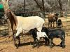 LOT 14 1+2 X MEATMASTER GRADED EWE CORN&Eacute; DU PLESSIS - 7