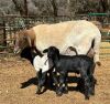 LOT 14 1+2 X MEATMASTER GRADED EWE CORN&Eacute; DU PLESSIS - 8