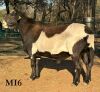 LOT 14 1+2 X MEATMASTER GRADED EWE CORN&Eacute; DU PLESSIS - 9