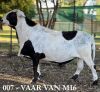 LOT 14 1+2 X MEATMASTER GRADED EWE CORN&Eacute; DU PLESSIS - 10
