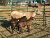 1+2 X MEATMASTER Louw - 2