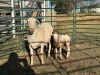1+2 X MEATMASTER Louw - 2