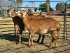 2 X MEATMASTER Louw