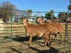 2 X MEATMASTER Louw - 2