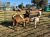 3 X MEATMASTER Louw - 2