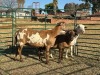 3 X MEATMASTER Louw - 3