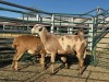3 X MEATMASTER Louw - 2