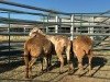 3 X MEATMASTER Louw - 3