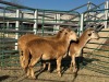 3 X MEATMASTER Louw - 2