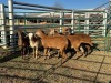 6 X MEATMASTER Louw - 2