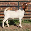 1 X BOERBOK KAPATER W. EKSTEEN