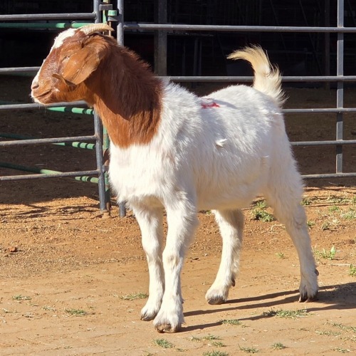 1 X BOERBOK KAPATER W. EKSTEEN