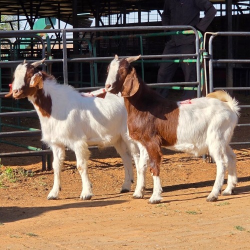 2 X BOERBOK BUCK W. EKSTEEN (Per animal to take the lot)