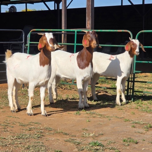3 X BOERBOK DOE W. EKSTEEN (Per animal to take the lot)
