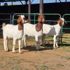 3 X BOERBOK DOE W. EKSTEEN (Per animal to take the lot)