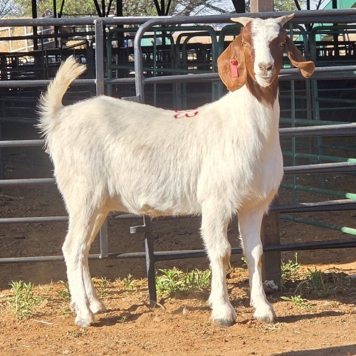 1 X BOERBOK DOE W. EKSTEEN