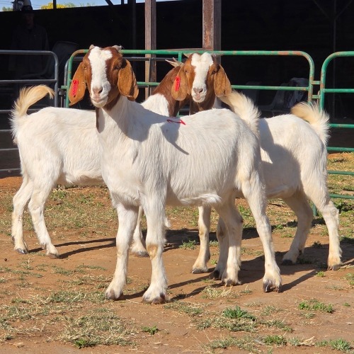 3 X BOERBOK DOE W. EKSTEEN (Per animal to take the lot)