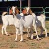 3 X BOERBOK DOE W. EKSTEEN (Per animal to take the lot)