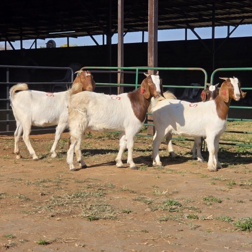 4 X BOERBOK DOE W. EKSTEEN (Per animal to take the lot)