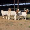 4 X BOERBOK DOE W. EKSTEEN (Per animal to take the lot)
