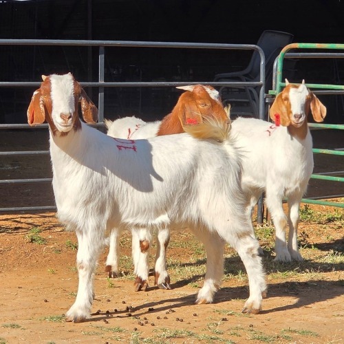 3 X BOERBOK DOE W. EKSTEEN (Per animal to take the lot)