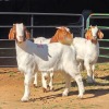 3 X BOERBOK DOE W. EKSTEEN (Per animal to take the lot)