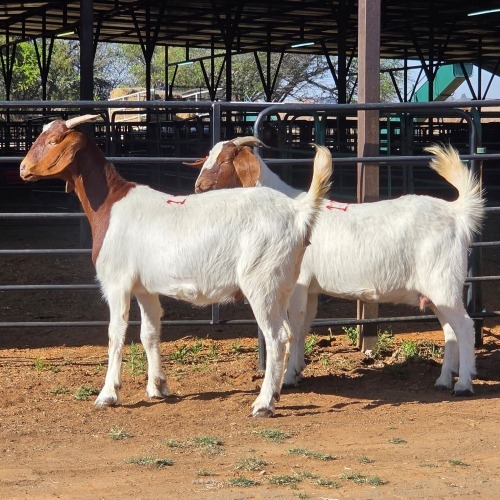 2 X BOERBOK DOE W. EKSTEEN (Per animal to take the lot)