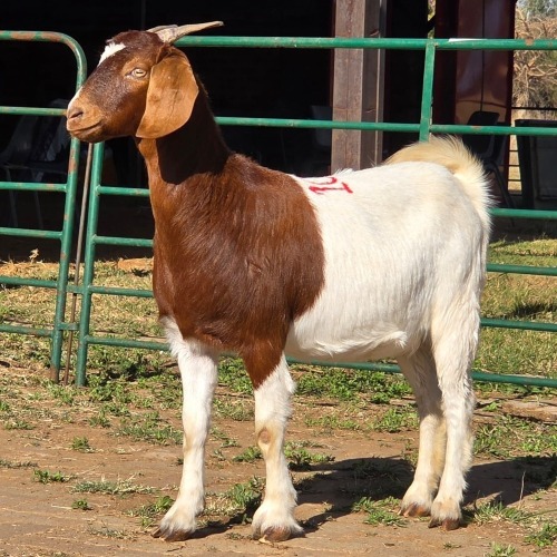 1 X BOERBOK DOE W. EKSTEEN