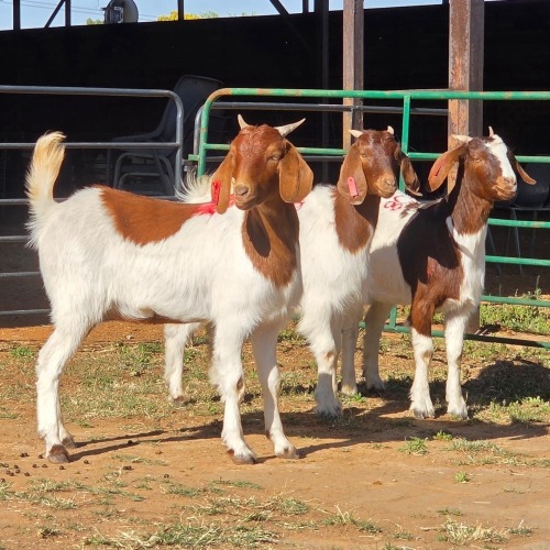 3 X BOERBOK DOE W. EKSTEEN (Per animal to take the lot)