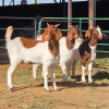 3 X BOERBOK DOE W. EKSTEEN (Per animal to take the lot)