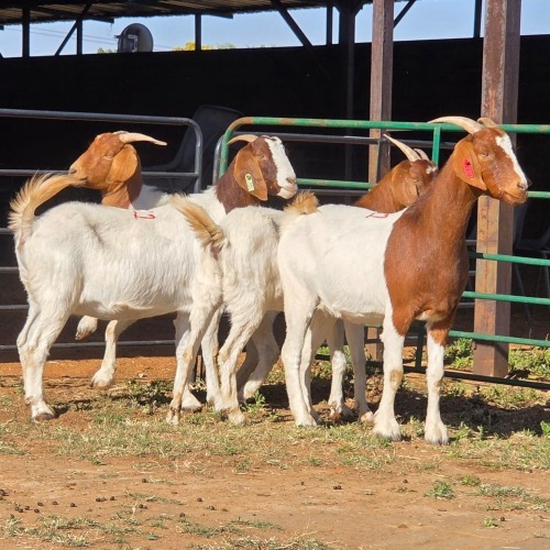 4 X BOERBOK DOE W. EKSTEEN (Per animal to take the lot)