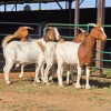 4 X BOERBOK DOE W. EKSTEEN (Per animal to take the lot)
