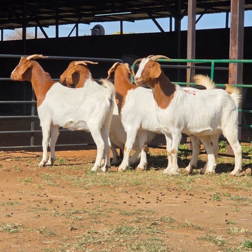 4 X BOERBOK DOE W. EKSTEEN (Per animal to take the lot)