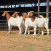 4 X BOERBOK DOE W. EKSTEEN (Per animal to take the lot)