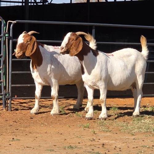 2 X BOERBOK DOE W. EKSTEEN (Per animal to take the lot)