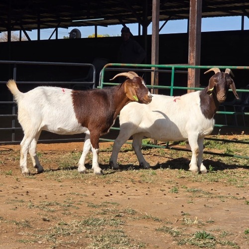 2 X BOERBOK DOE W. EKSTEEN (Per animal to take the lot)