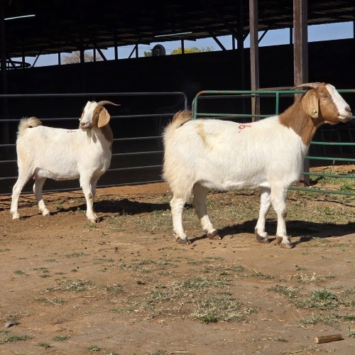 2 X BOERBOK DOE W. EKSTEEN (Per animal to take the lot)
