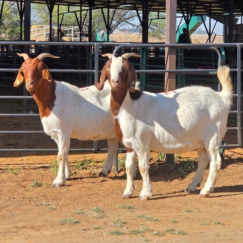 2 X BOERBOK DOE W. EKSTEEN (Per animal to take the lot)
