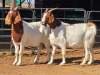 2 X BOERBOK DOE W. EKSTEEN (Per animal to take the lot)