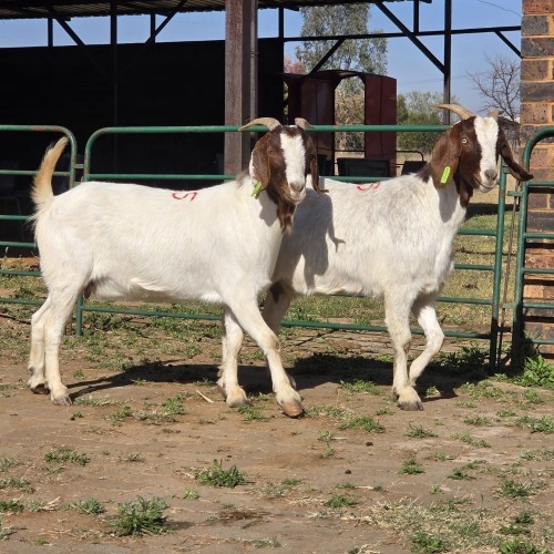 2 X BOERBOK DOE W. EKSTEEN (Per animal to take the lot)