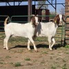 2 X BOERBOK DOE W. EKSTEEN (Per animal to take the lot)