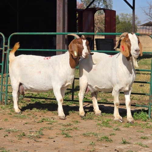 2 X BOERBOK DOE W. EKSTEEN (Per animal to take the lot)
