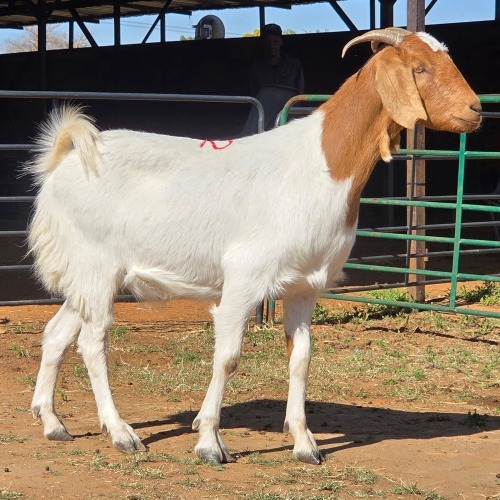 1 X BOERBOK KAPATER CDP AUCTIONEERS