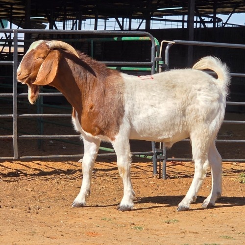 1 X BOERBOK BUCK CDP AUCTIONEERS
