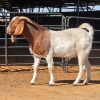 1 X BOERBOK BUCK CDP AUCTIONEERS