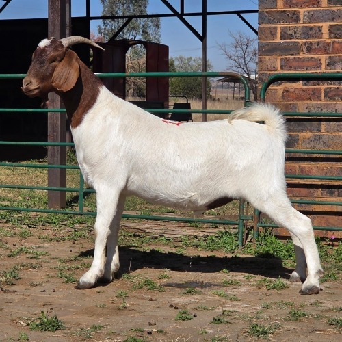 1 X BOERBOK KAPATER CDP AUCTIONEERS