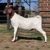 1 X BOERBOK KAPATER CDP AUCTIONEERS